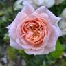 Cremosa ® rose photo