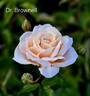 Dr. Brownell rose photo