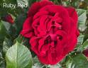 Ruby Red rose photo