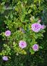Blue Bird rose photo