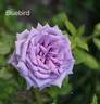 Blue Bird rose photo