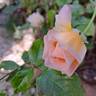 Grande Duchesse Louise rose photo