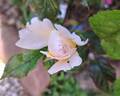 Grande Duchesse Louise rose photo