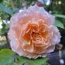 Grace ® ™ rose photo