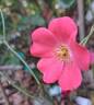 Douceur Normande rose photo