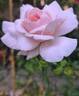 Carole Bouquet rose photo