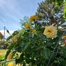 Garden Sun rose photo