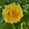 Garden Sun rose photo