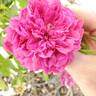Eugène de Beauharnais rose photo