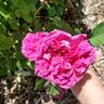 Eugène de Beauharnais rose photo