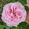 Parfuma Summer Romance rose photo