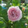 Duchesse De Montebello rose photo