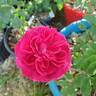 Monsieur Boncenne rose photo