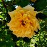 Garden Sun rose photo