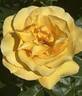 Keep Smiling rose photo