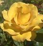 Keep Smiling rose photo