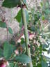 Adélaide d'Orléans rose photo