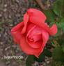 Waanrode rose photo