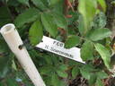 Flora rose photo