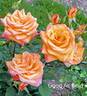 Good as Gold rose photo