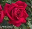 Christian Dior rose photo