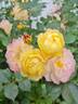 Festy Life rose photo