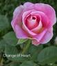 Change Of Heart ™ rose photo