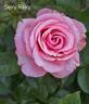 Sexy Rexy rose photo