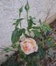 Domaine de Chantilly® rose photo