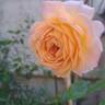 Grande Duchesse Louise rose photo