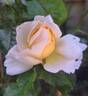 Grande Duchesse Louise rose photo
