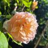 Grace ® ™ rose photo