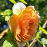 Grace ® ™ rose photo
