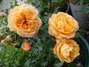 Apricot Clementine ® rose photo