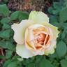 Euphoria rose photo