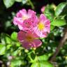 Ariel ® rose photo