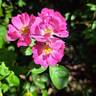 Ariel ® rose photo