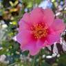 See You in Pink ® rose photo