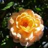 Pierre Hermé ® rose photo