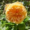 Crown Princess Margareta rose photo