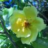 Lemon Fizz ® rose photo