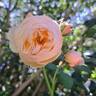 Guillot no. 1 rose photo