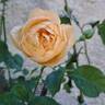 Dannahue rose photo