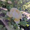 Château de Cheverny rose photo
