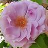 Love Song rose photo