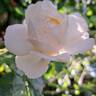 Alaska rose photo