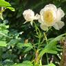 Alaska rose photo