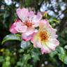 Dolomiti rose photo
