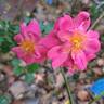 Bee's Paradise ® Pink rose photo