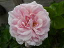 Cremosa ® rose photo